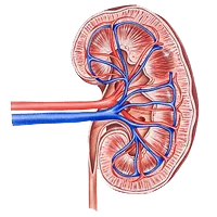 Bladder Cancer Ayurvedic Treatment